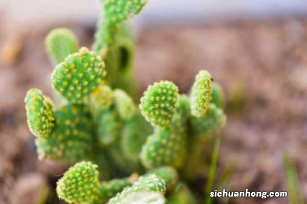 花长得丑，却是吉祥之物，养人又镇宅！
