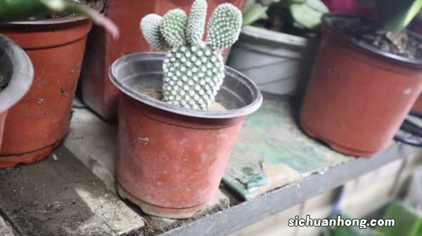 花长得丑，却是吉祥之物，养人又镇宅！