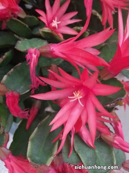 假昙花的养殖方法和注意事项