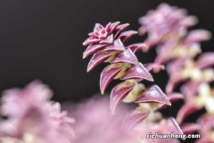 茜之塔的养殖方法和注意事项