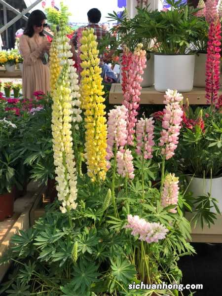 鲁冰花的养殖方法和注意事项