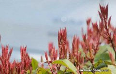 红叶石楠的养殖方法和注意事项