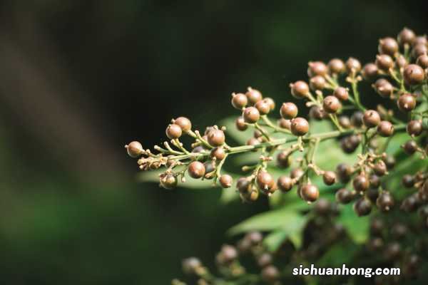 南天竹的养殖方法和注意事项