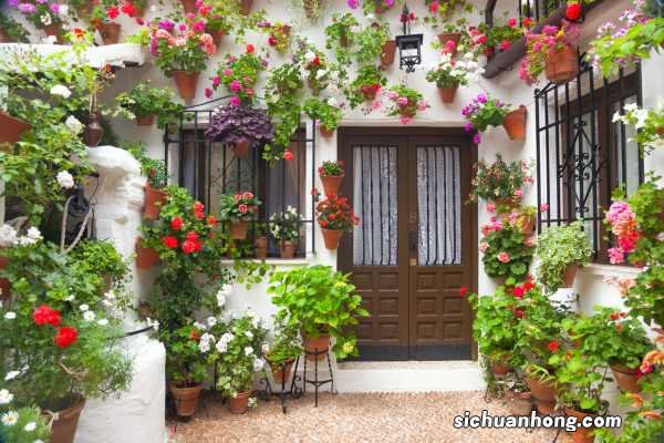 摇钱树有什么作用