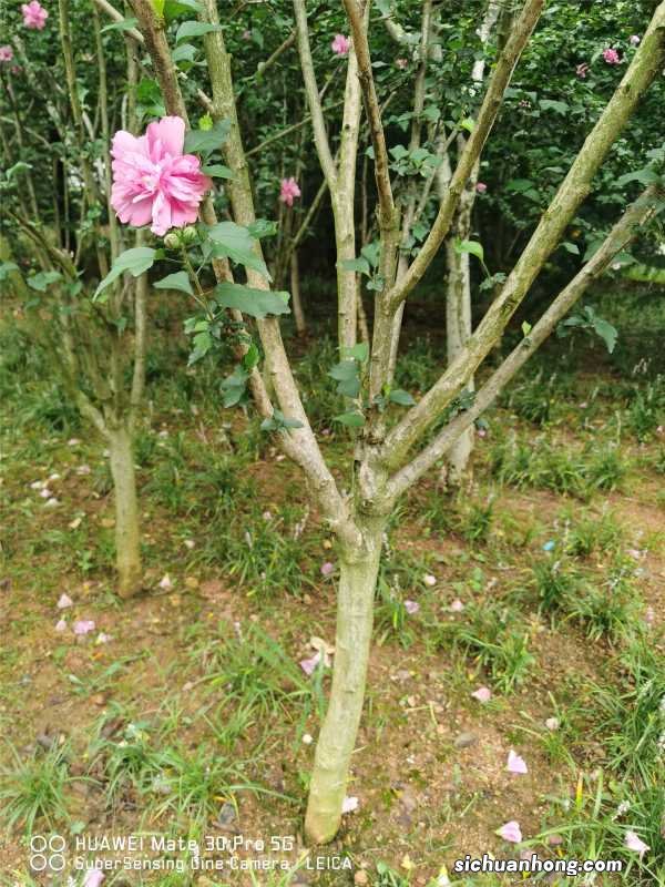 木槿的养殖方法和注意事项