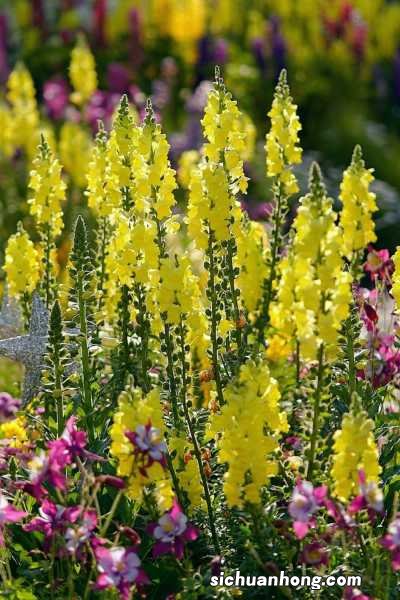 金鱼草的各式传说