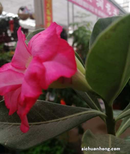 飘香藤冬天会死吗