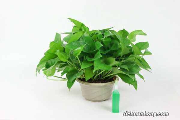 绿萝的叶子可以插活吗
