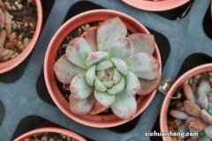 不死鸟多肉的花语