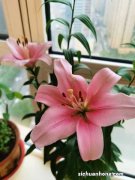 百合花凋谢后如何处理