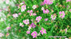 满天星一年开几次花