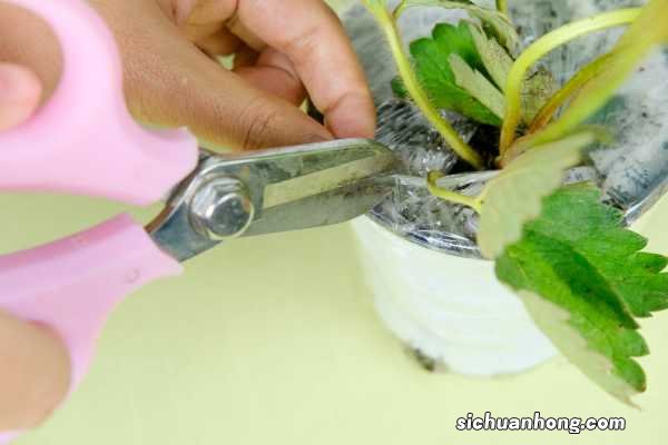 盆栽草莓种植技术