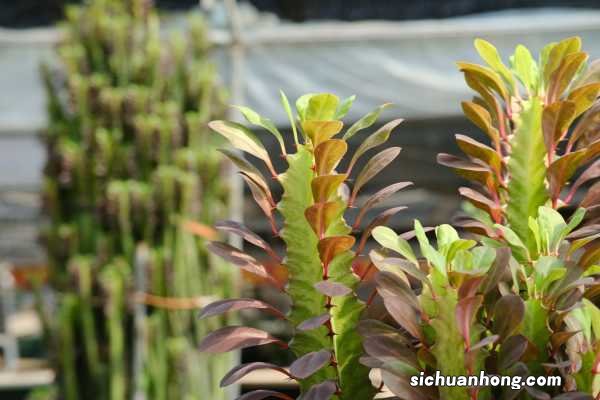 这3种“树”，别看长得“不咋地”，养在家“镇宅”，谁看都羡