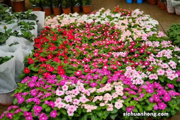 长春花什么时候播种，怎样爆盆