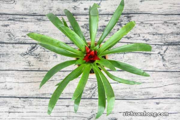 鸿运当头开花后怎么养