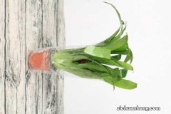 鸿运当头开花后怎么养