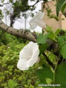 喇叭花什么时候开