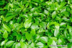 家里养绿萝的禁忌