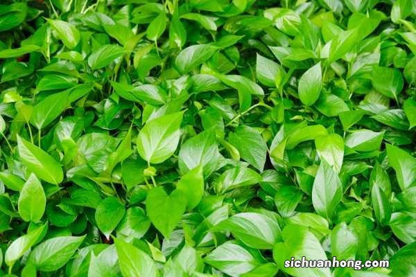 家里养绿萝的禁忌