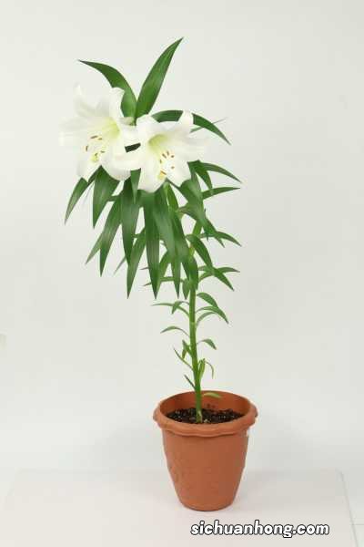 百合开完花以后怎么办