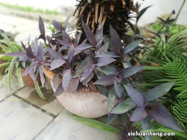 绿色植物养腻了,不如养盆“紫竹梅”,不用管,枝叶疯长