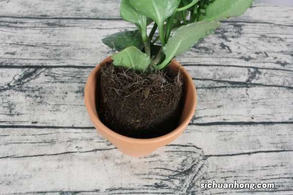 长寿花浇水方法