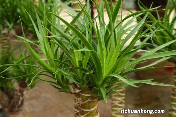 龙血树的风水作用