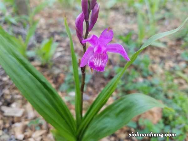 白芨市场价多少钱一斤