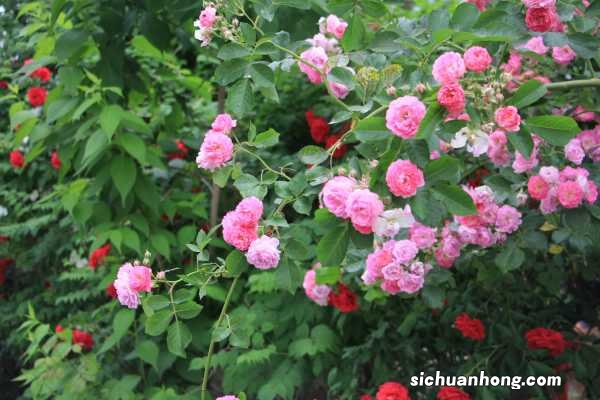 蔷薇花的功效和作用