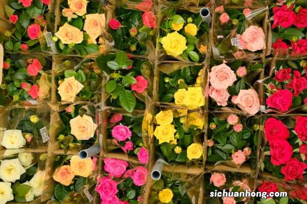 月季花是什么颜色