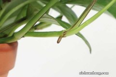 一棵绿萝七个鬼啥意思:关于绿萝招阴的说法是真的吗