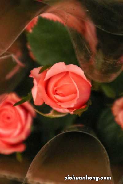 月季花什么时候修剪