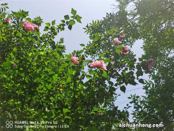 木槿的花语和传说