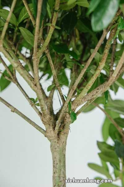 栀子花换盆注意事项