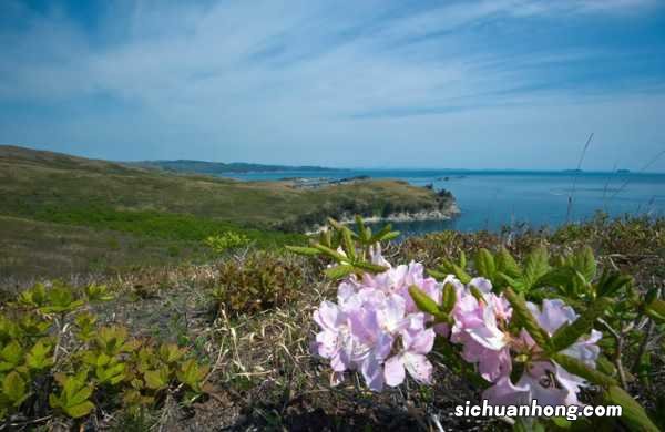 杜鹃花的功效和作用