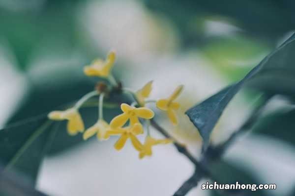 桂花的花语和文化象征