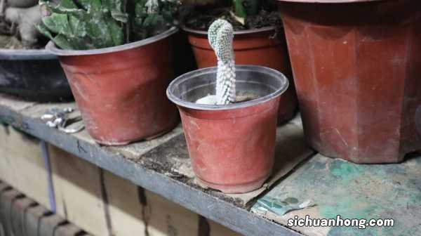 仙人掌多少年开一次花