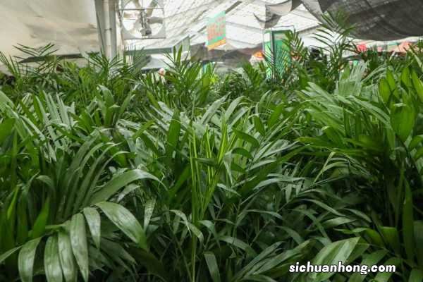 夏威夷椰子怎么养