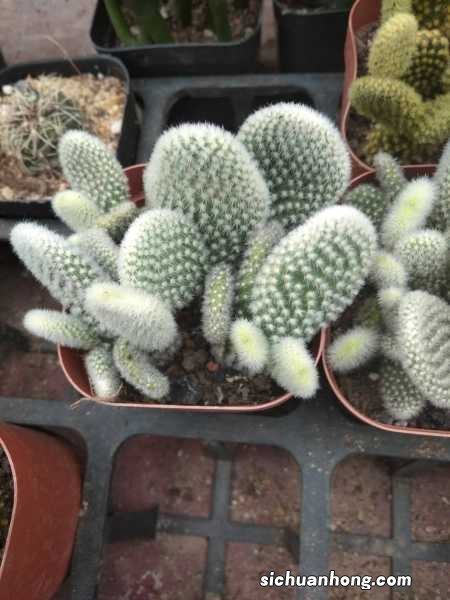 仙人掌如何养肥厚