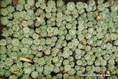 新买的仙人球怎么种植