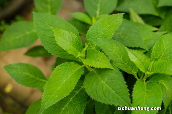 绣球几月份修剪