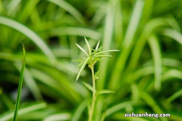 吊兰还分这“3种”，叶子茂盛花开得旺，赶紧养一盆！