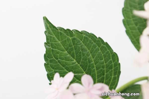 绣球花几月份移栽