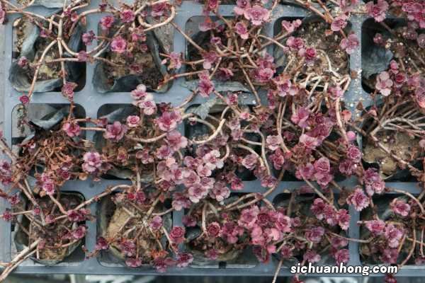 小球玫瑰锦怎么爆盆