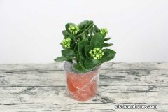 长寿花冬天会冻死吗