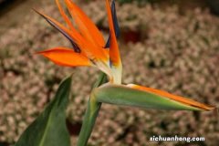 鹤望兰什么时候开花，多久能开花