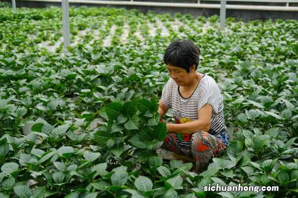 绣球花什么时候扦插，夏天能扦插吗