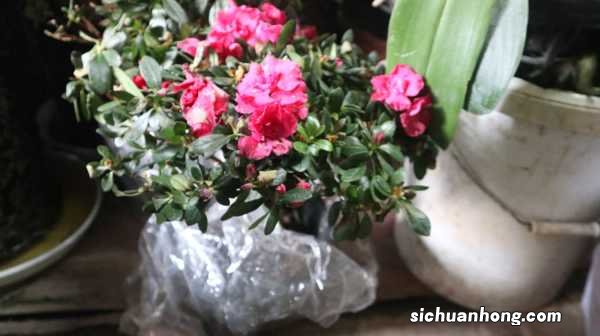 杜鹃花的花语和传说