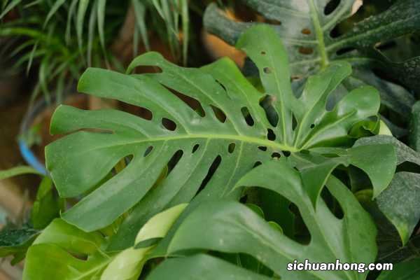 龟背竹能放家里吗，怎么养