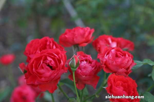 月季花花语大全